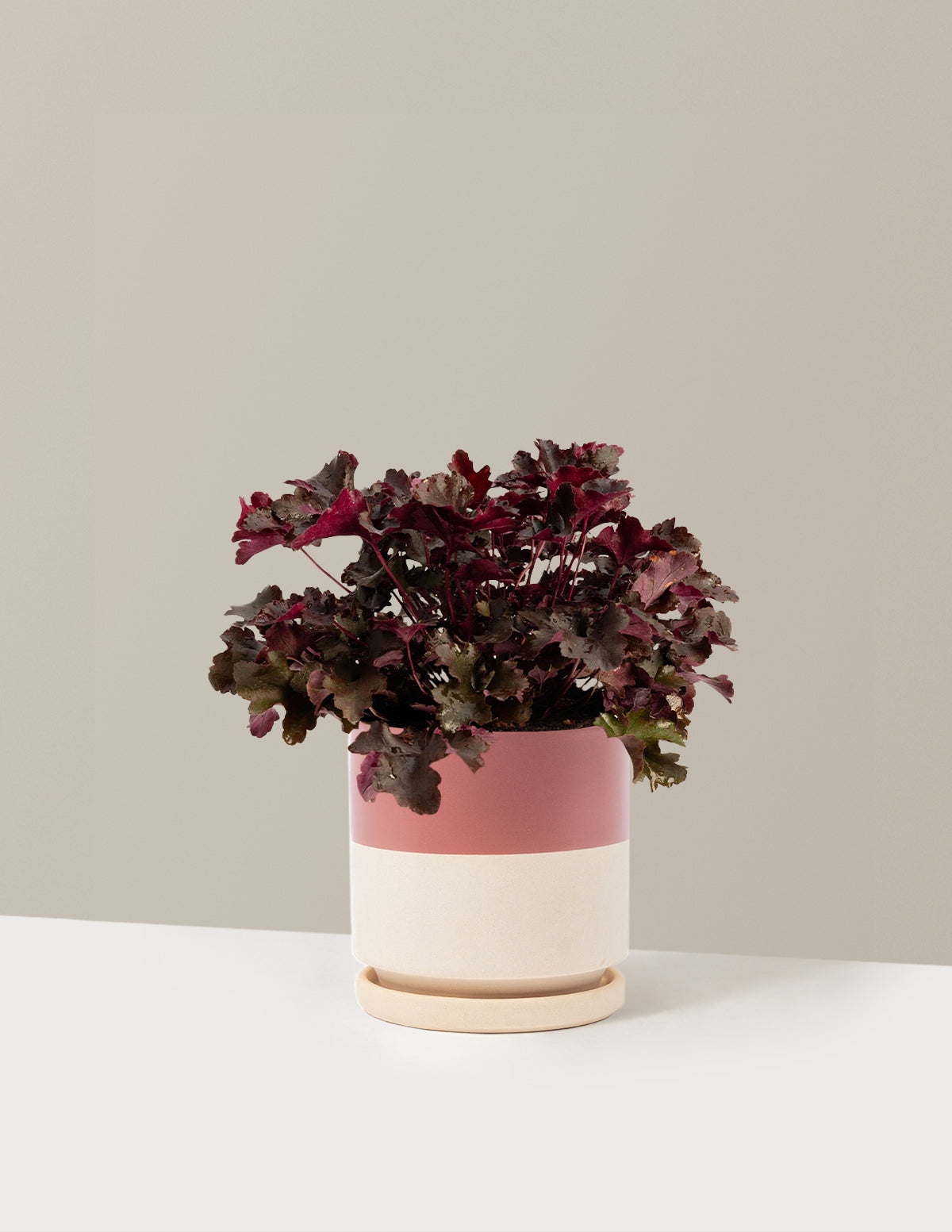 Balboa Sunset® Heuchera