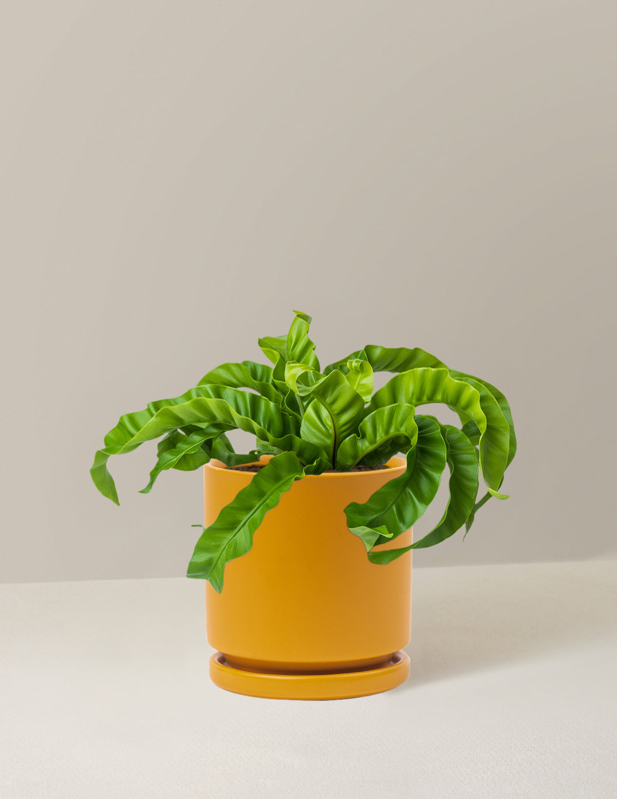 Hurricane Fern