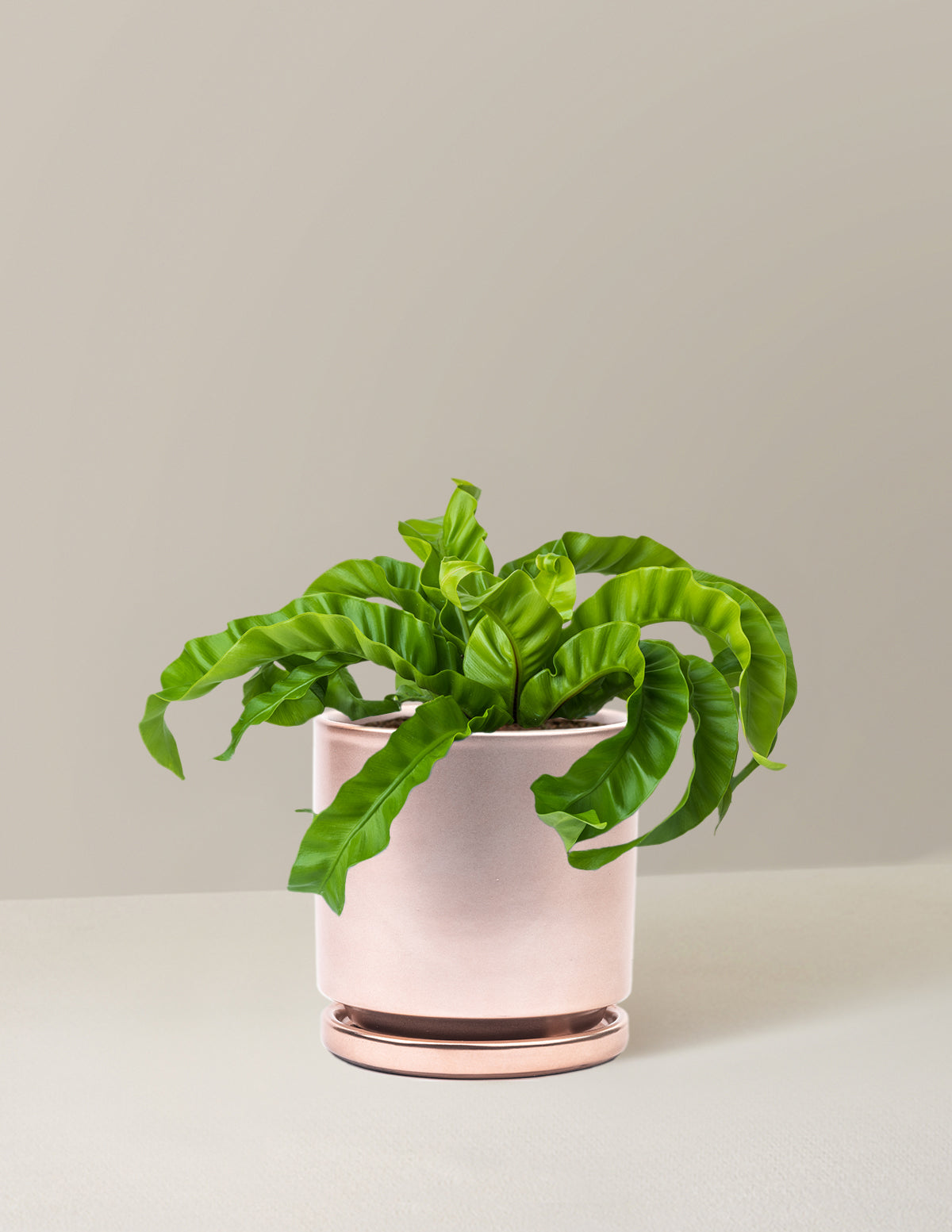 Hurricane Fern