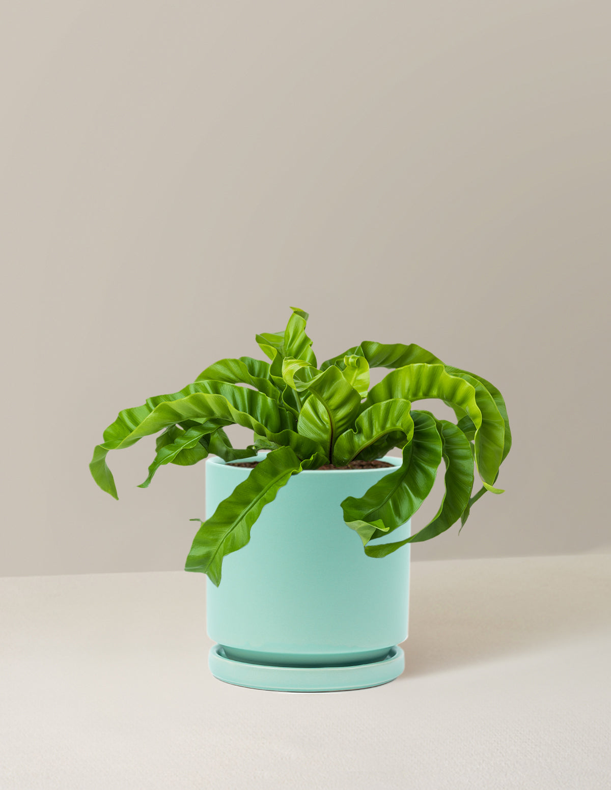 Hurricane Fern