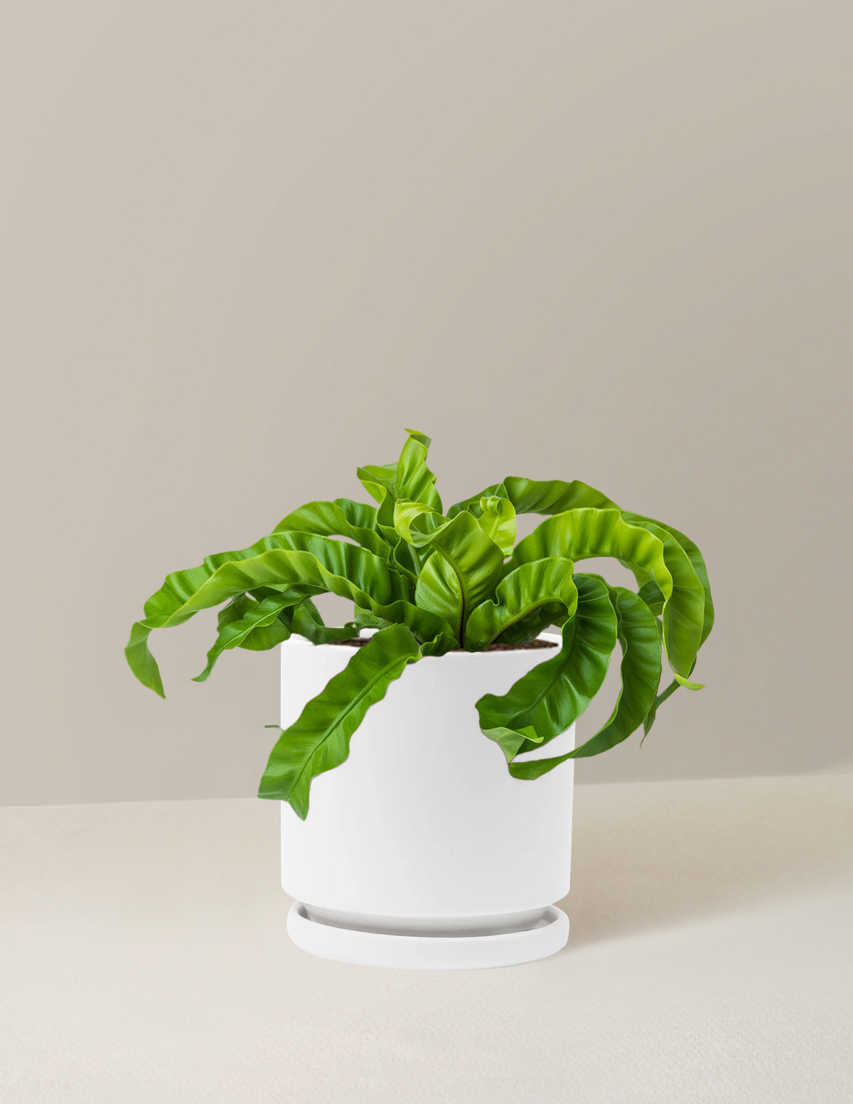 Hurricane Fern