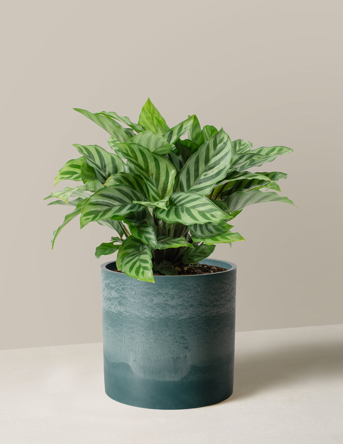 Calathea Freddie