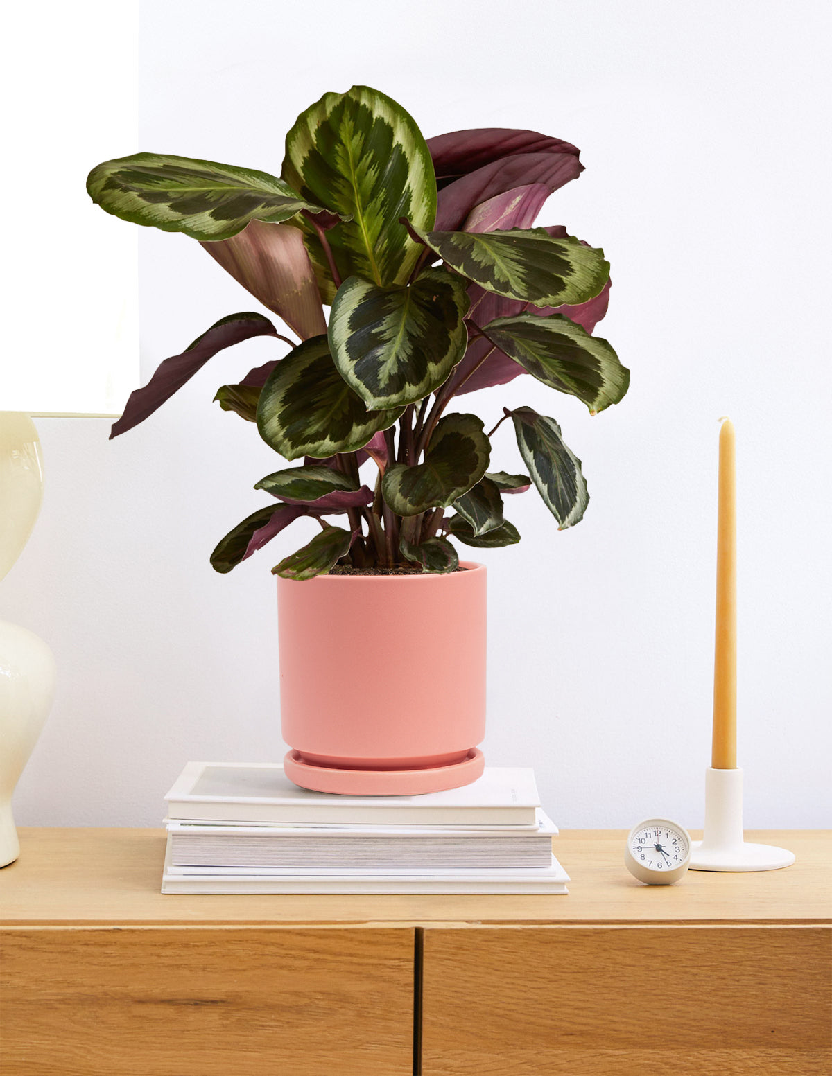 Calathea Medallion