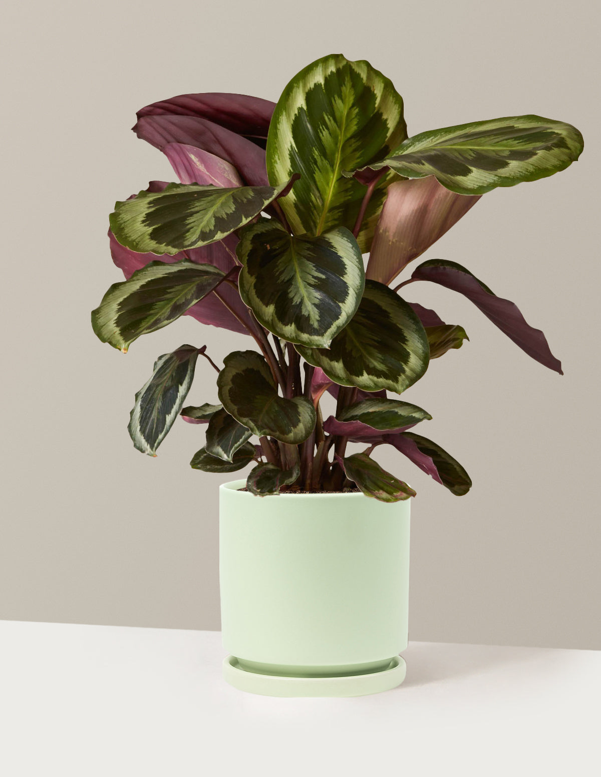 Calathea Medallion