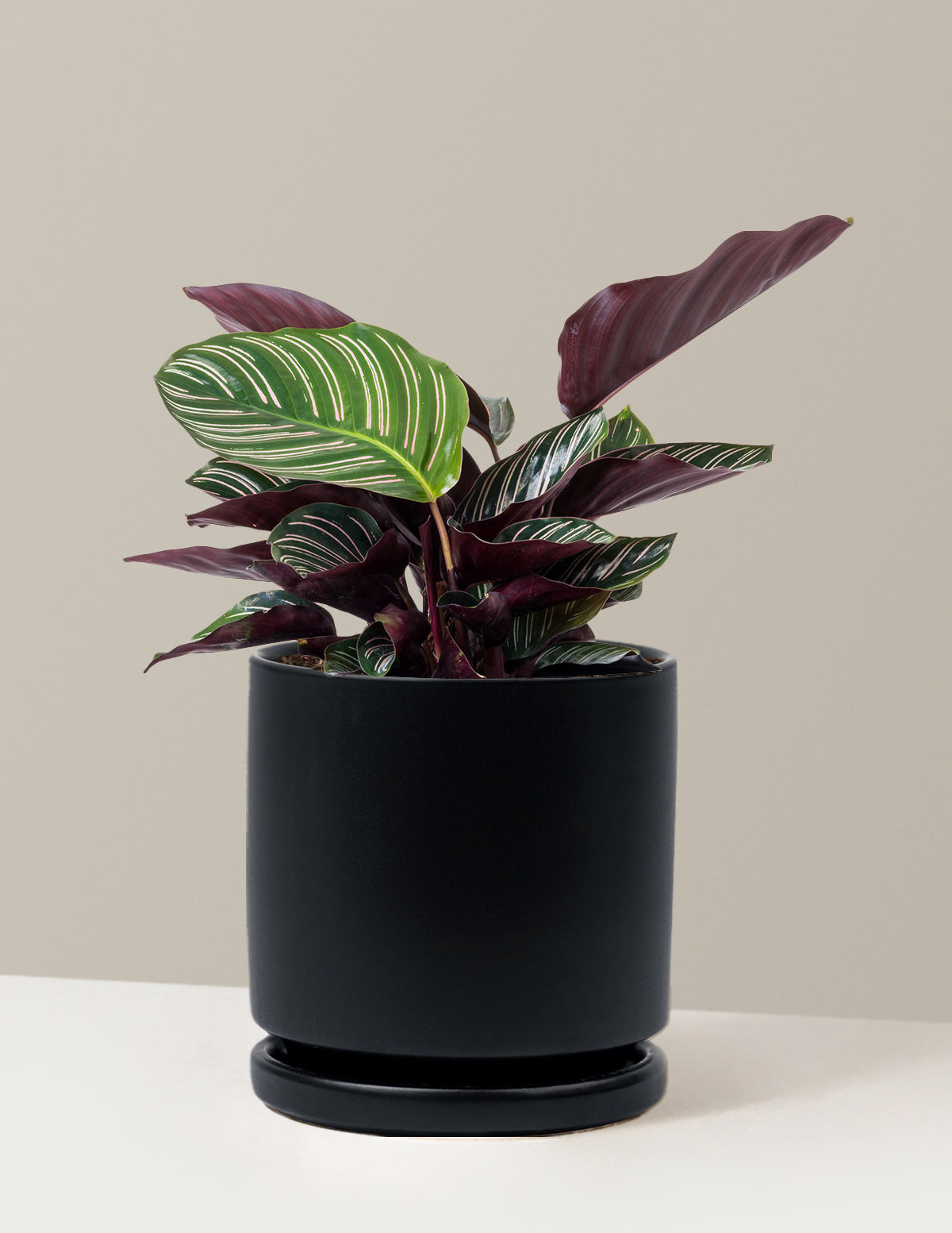 Plant Of The Month Club