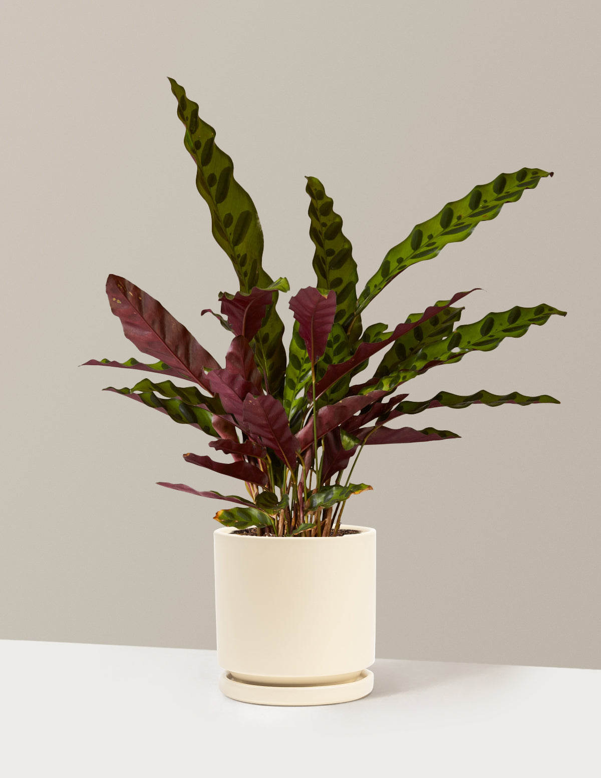Calathea Rattlesnake