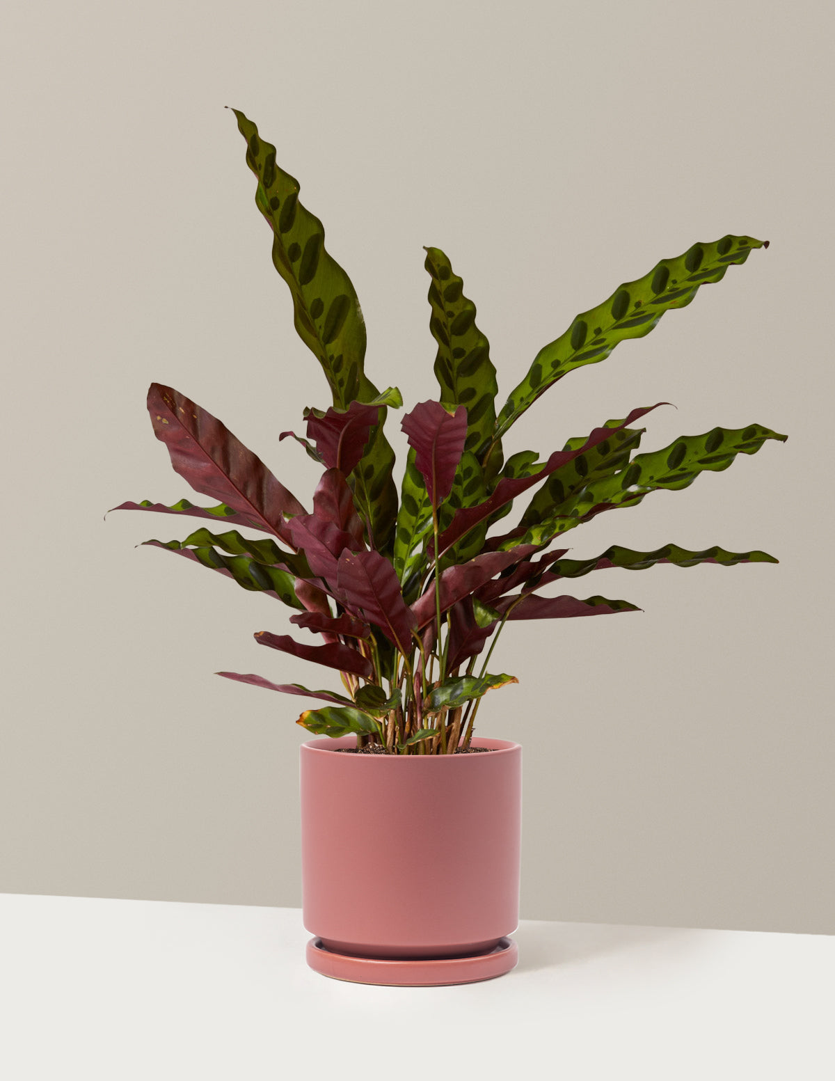 Calathea Rattlesnake