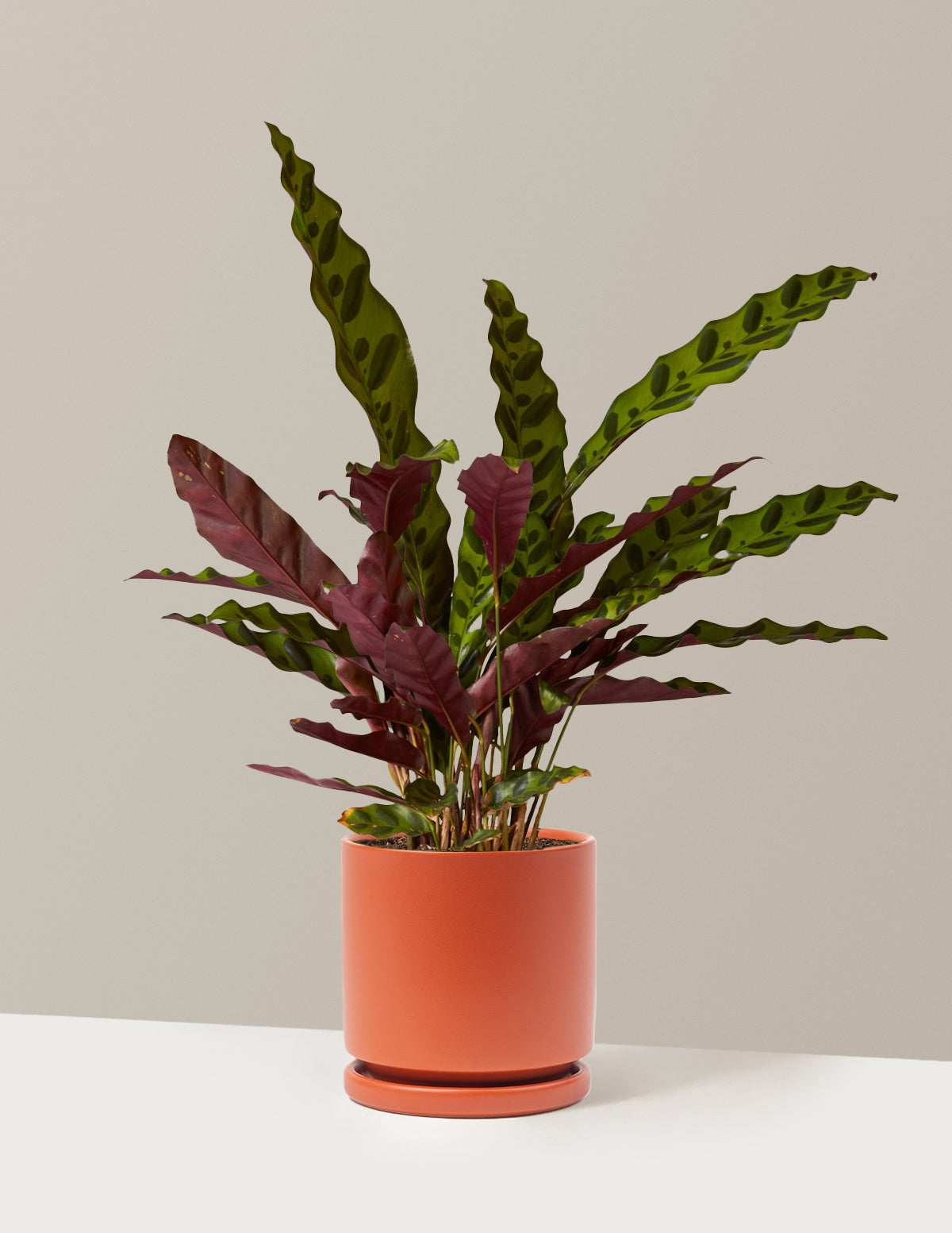 Calathea Rattlesnake
