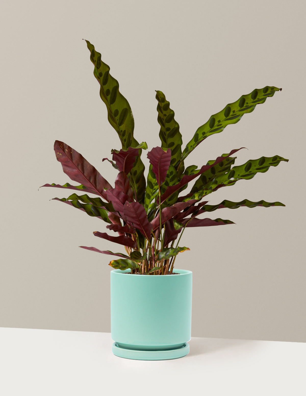 Calathea Rattlesnake