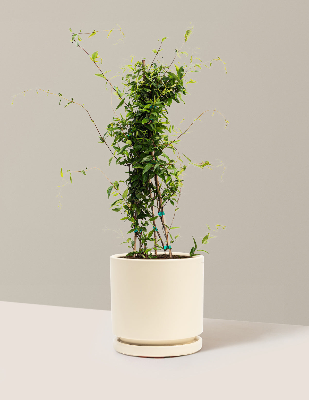 Carolina Jasmine