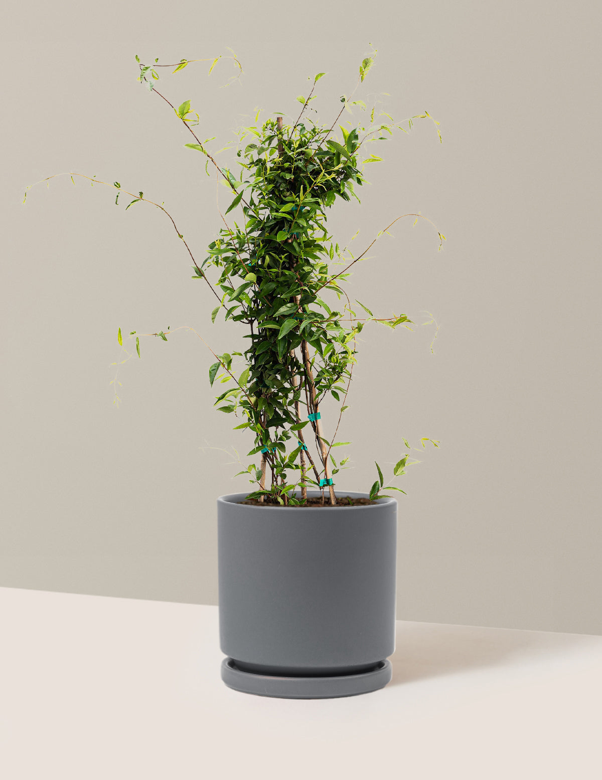 Carolina Jasmine