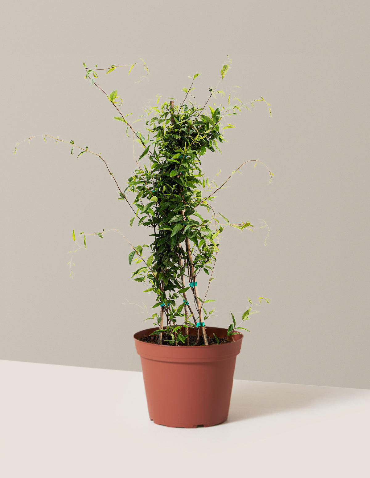 Carolina Jasmine