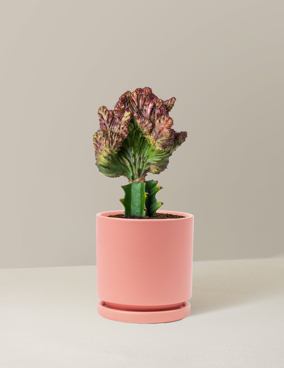 Mermaid Tail Cactus