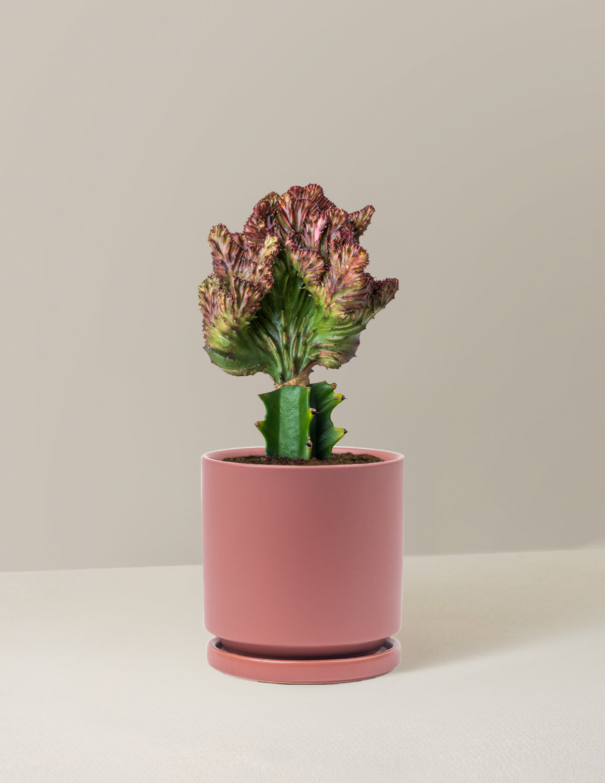 Mermaid Tail Cactus