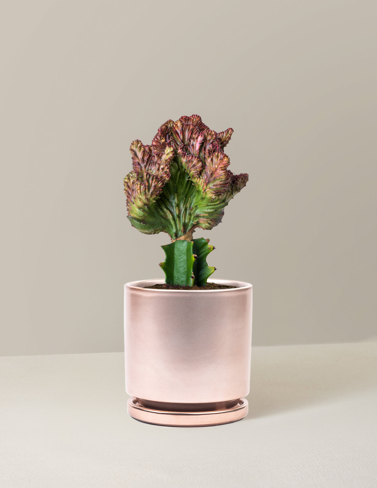 Mermaid Tail Cactus