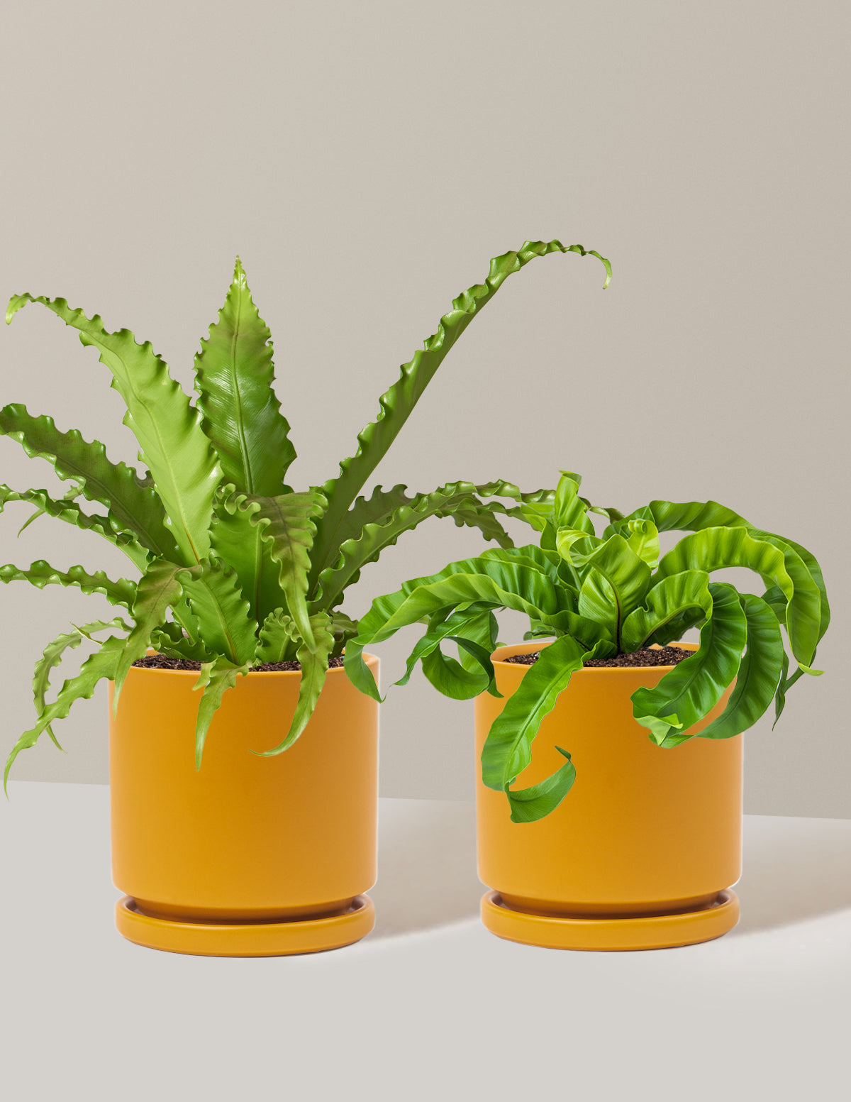 Fern Friends Duo
