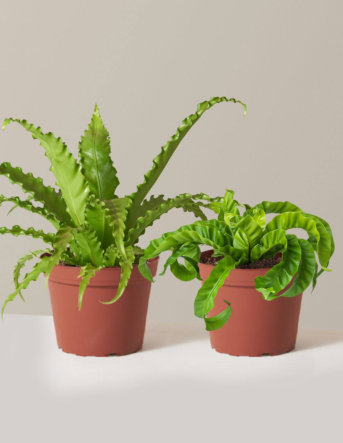 Fern Friends Duo
