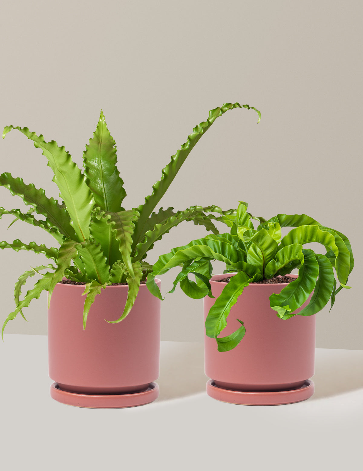 Fern Friends Duo