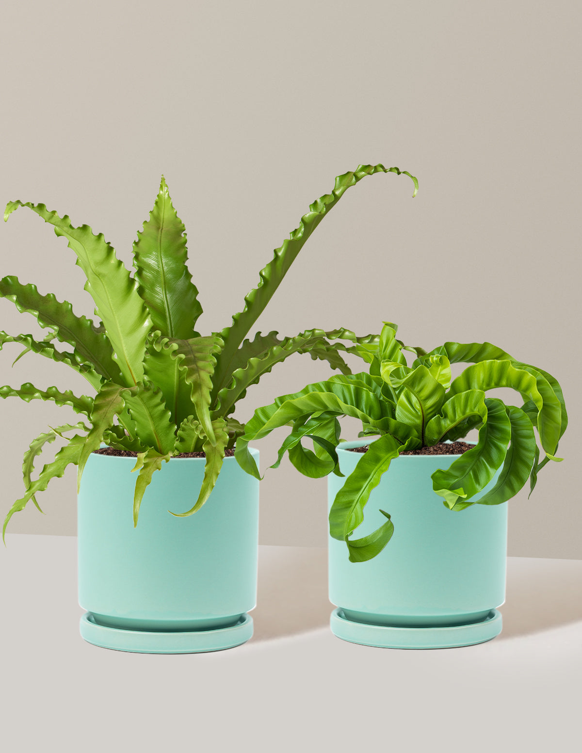 Fern Friends Duo