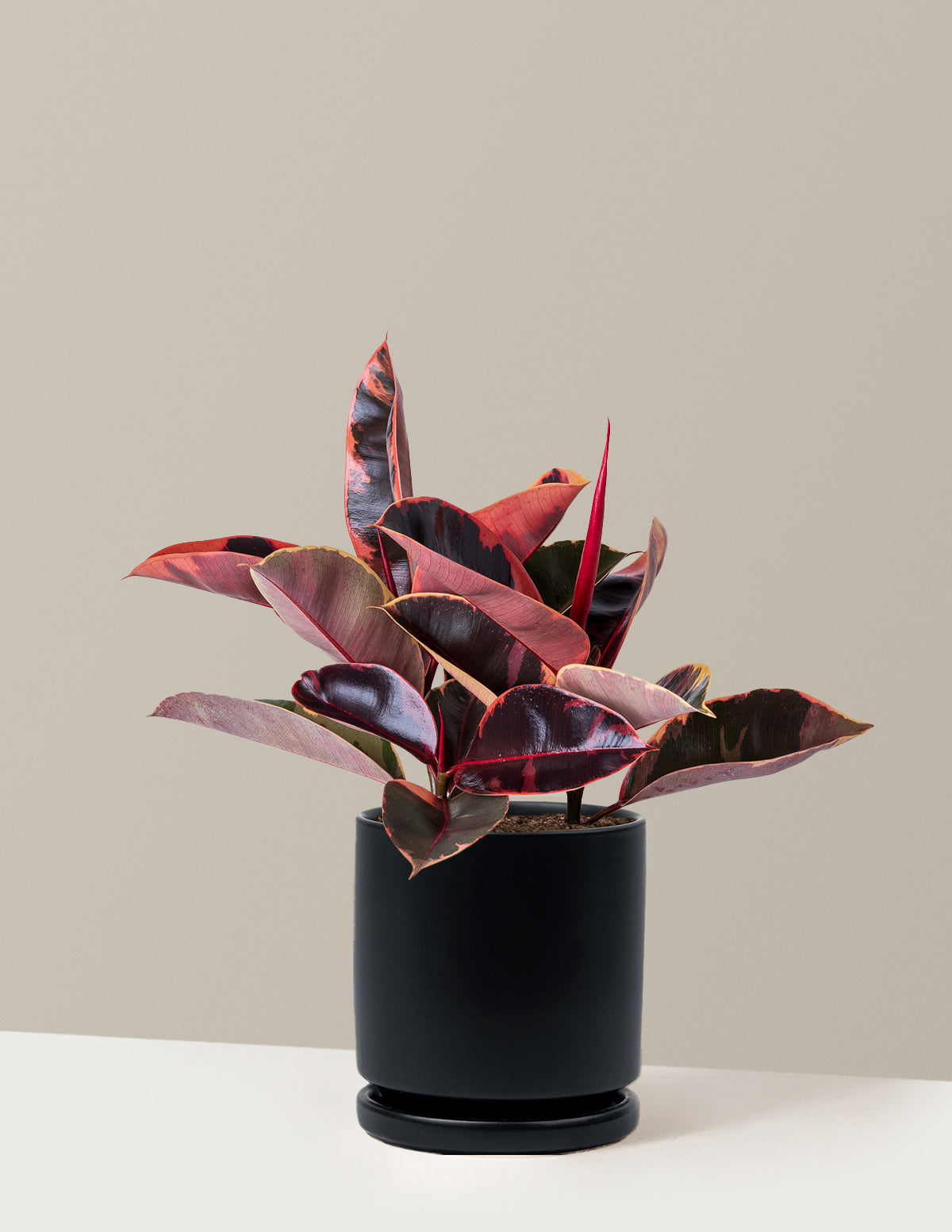 Ficus Ruby