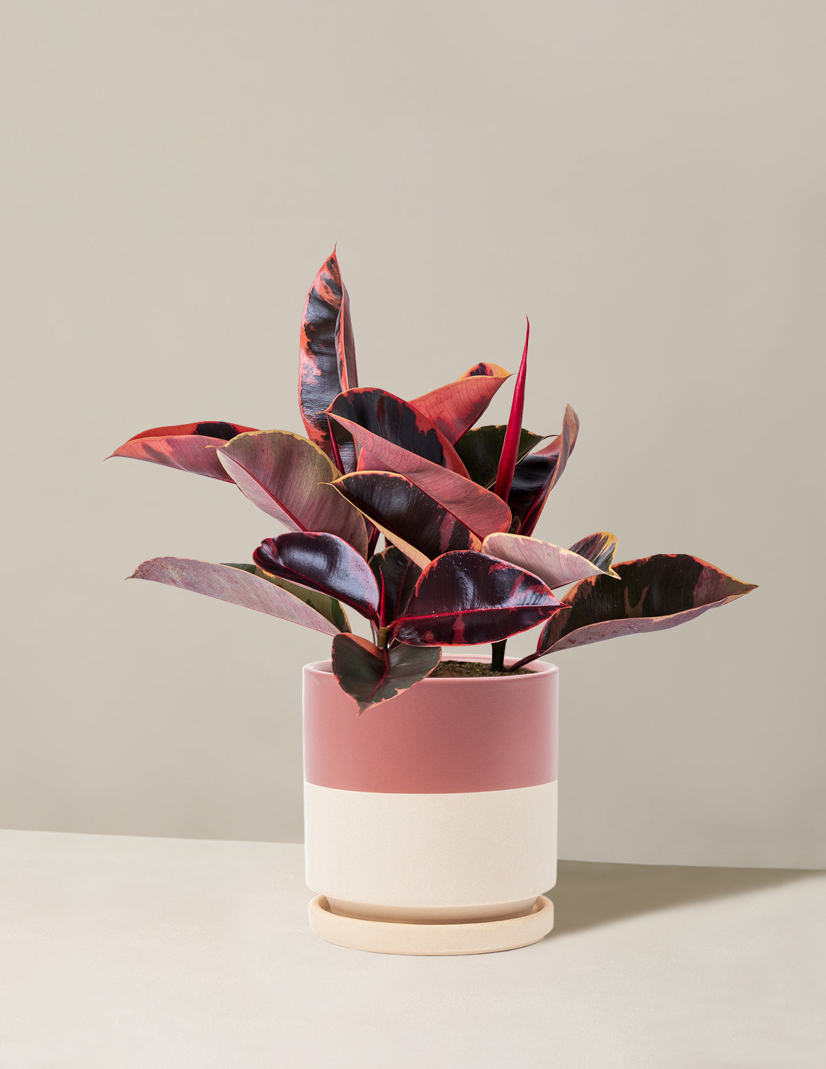 Ficus Ruby