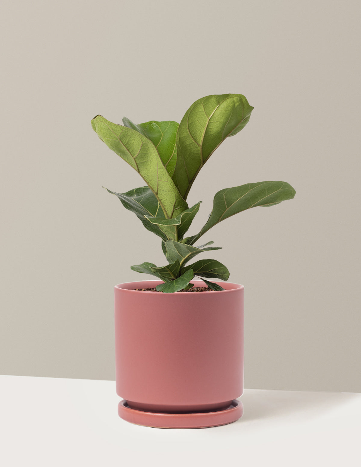 Fiddle Leaf Fig Bush