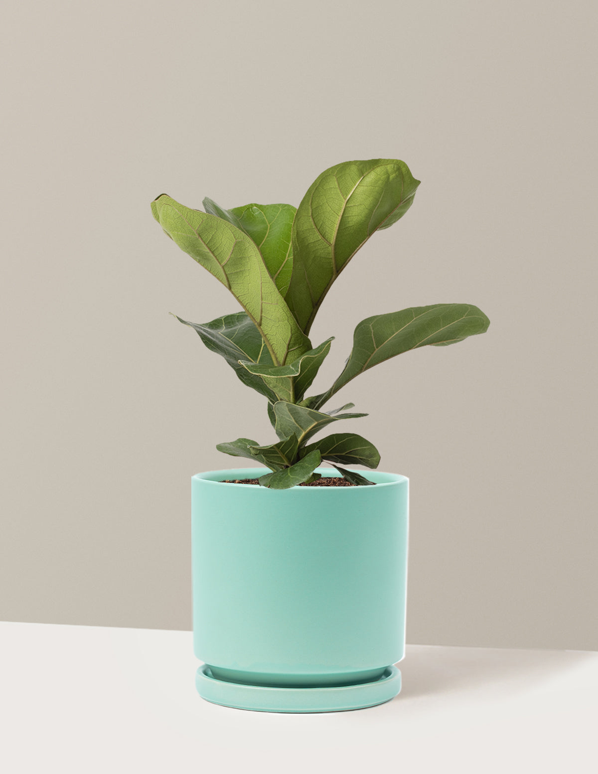 Fiddle Leaf Fig Bush