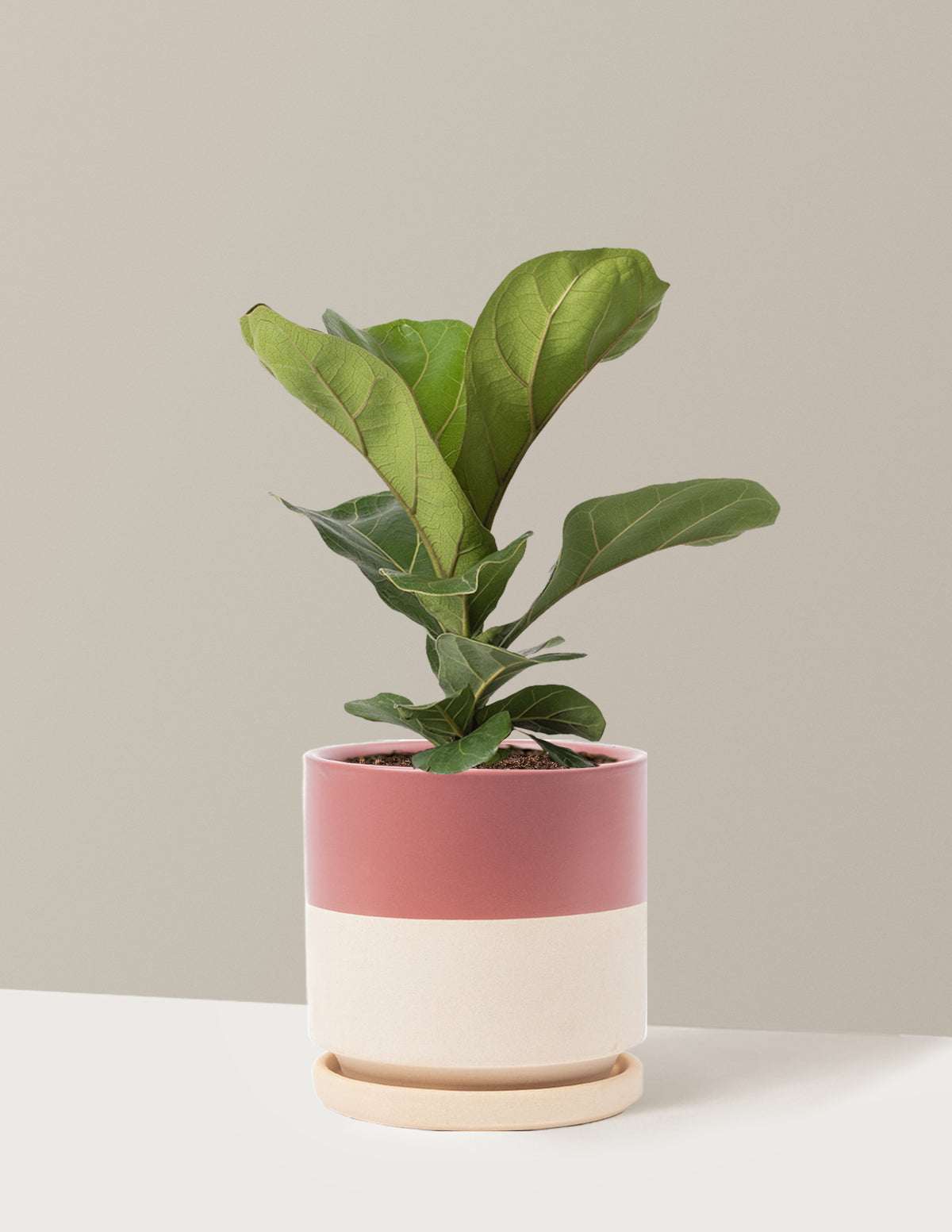 Fiddle Leaf Fig Bush
