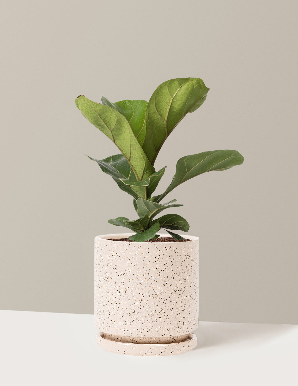 Fiddle Leaf Fig Bush
