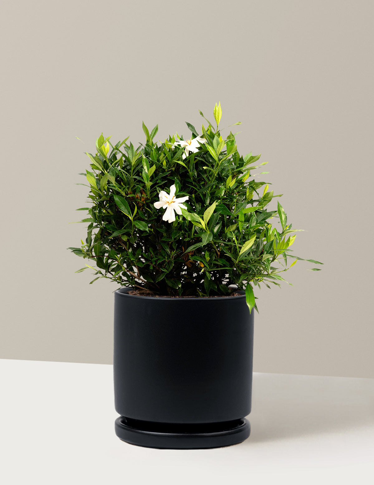 Frost Proof Gardenia