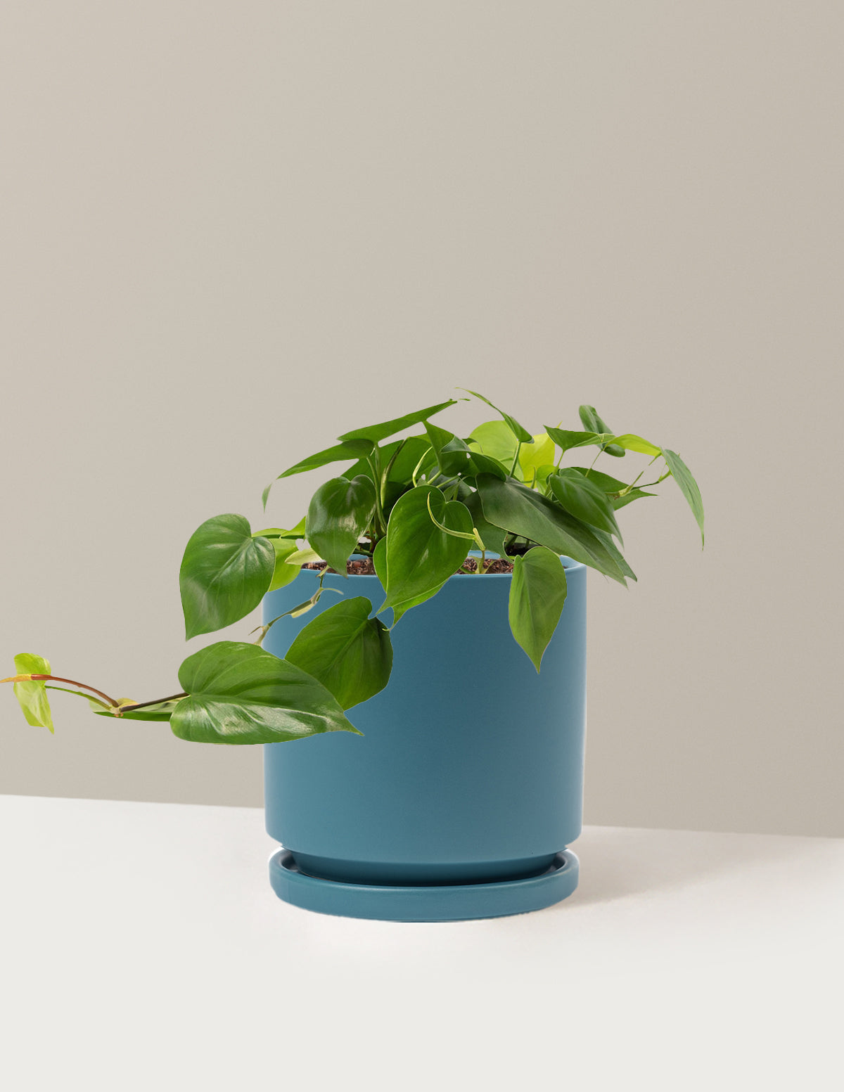 Heartleaf Philodendron