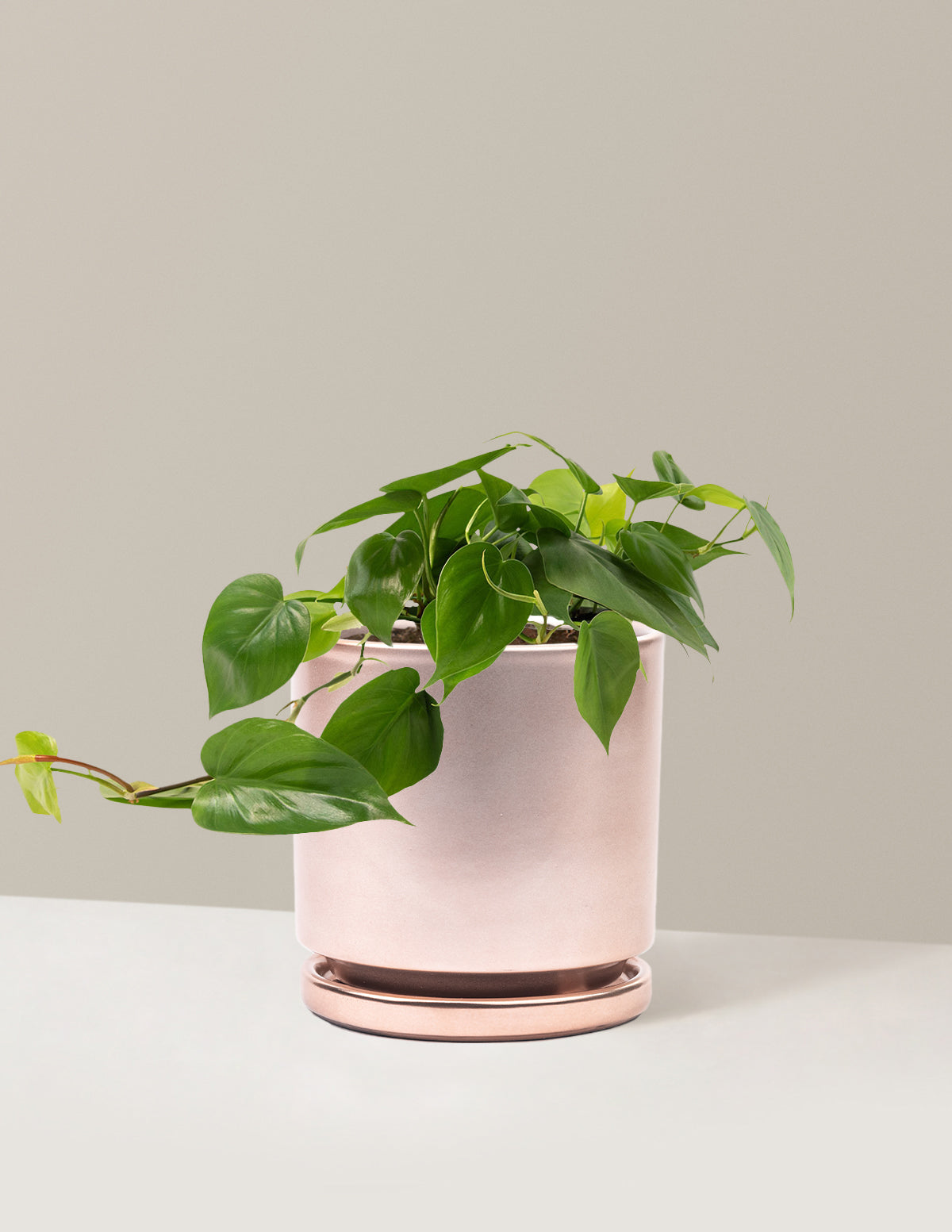 Heartleaf Philodendron