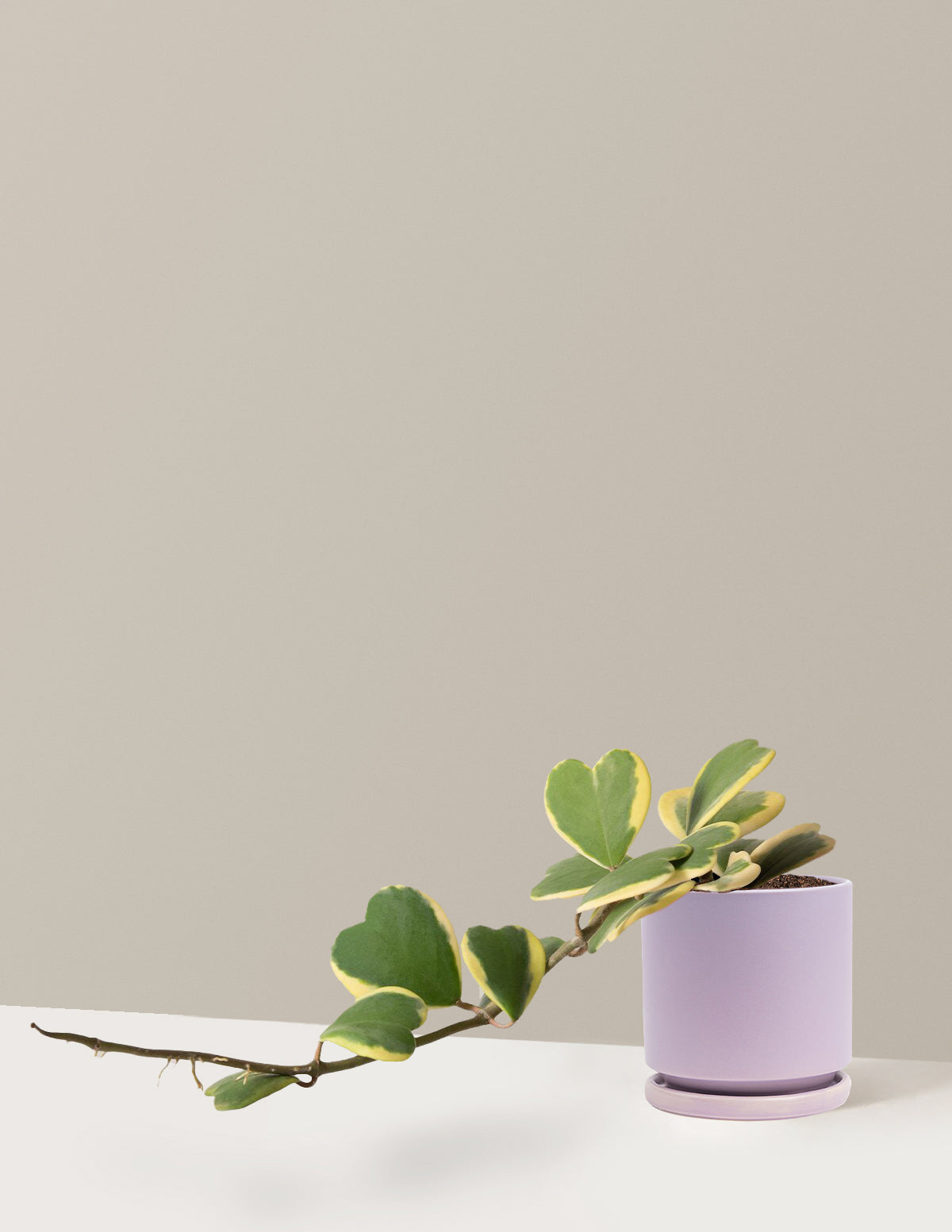 Trailing Hoya Heart