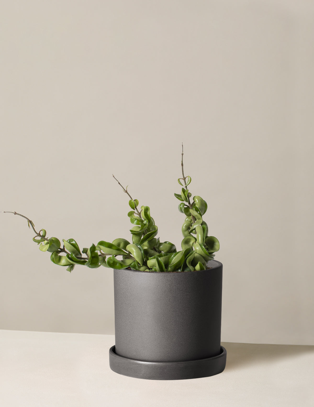 Hoya Rope