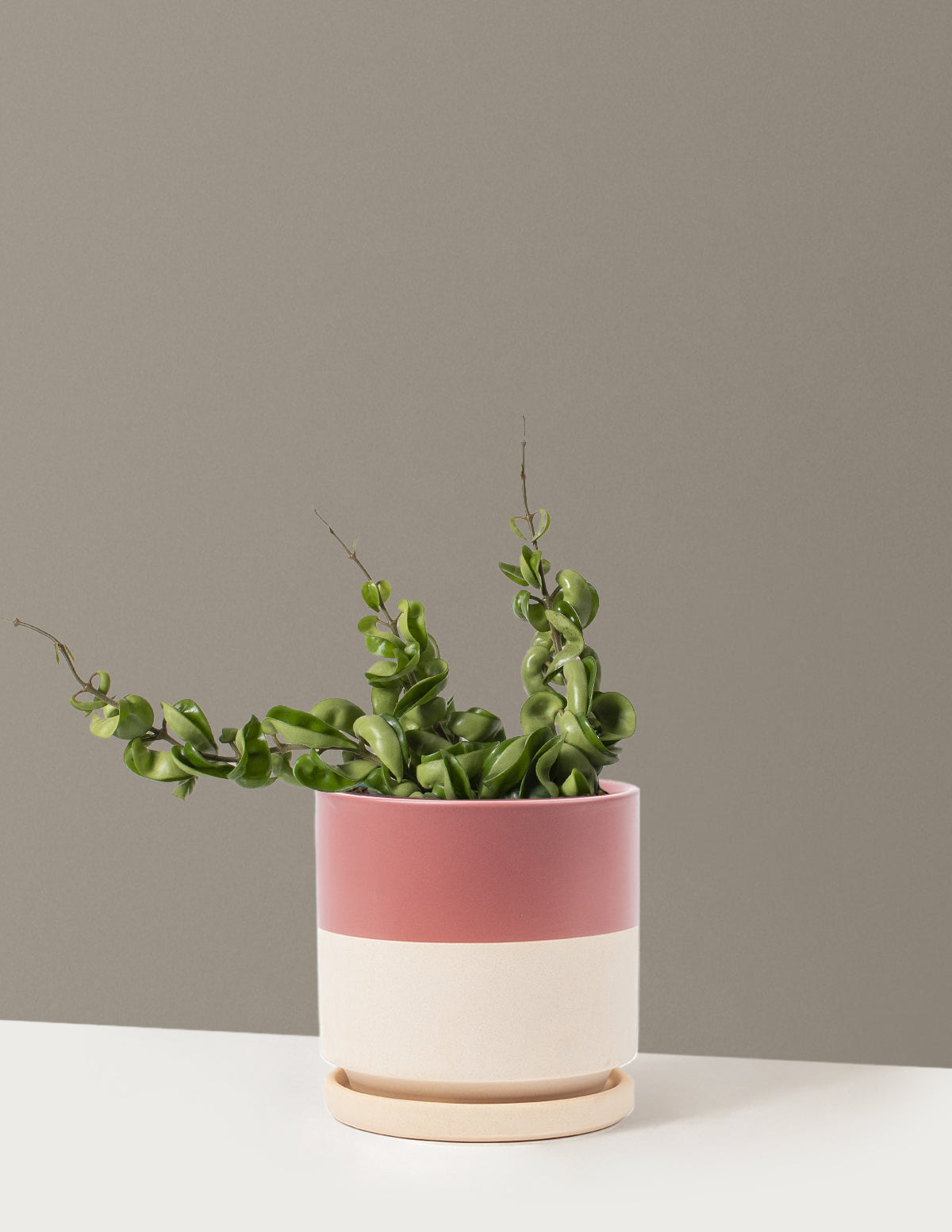 Hoya Rope