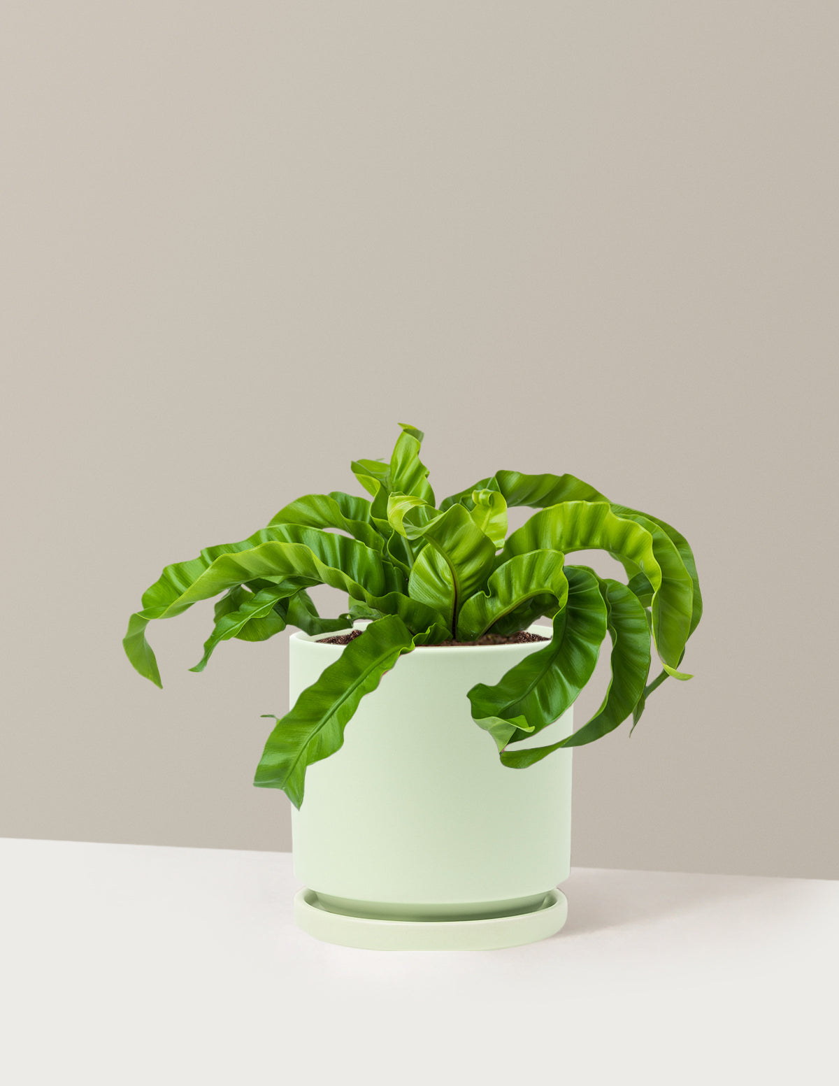 Hurricane Fern