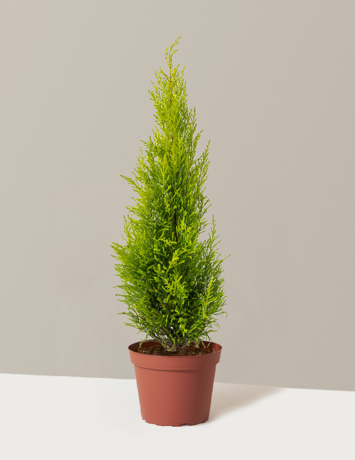 Wilma Goldcrest Lemon Cypress