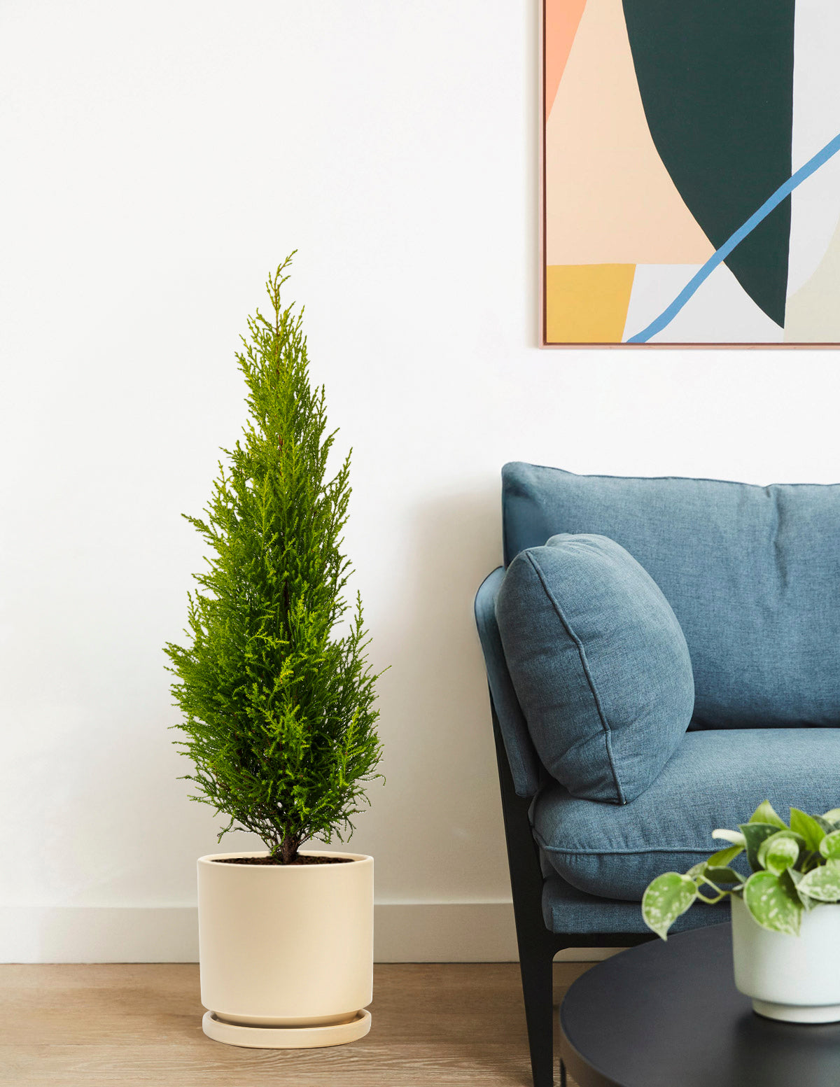 Wilma Goldcrest Lemon Cypress