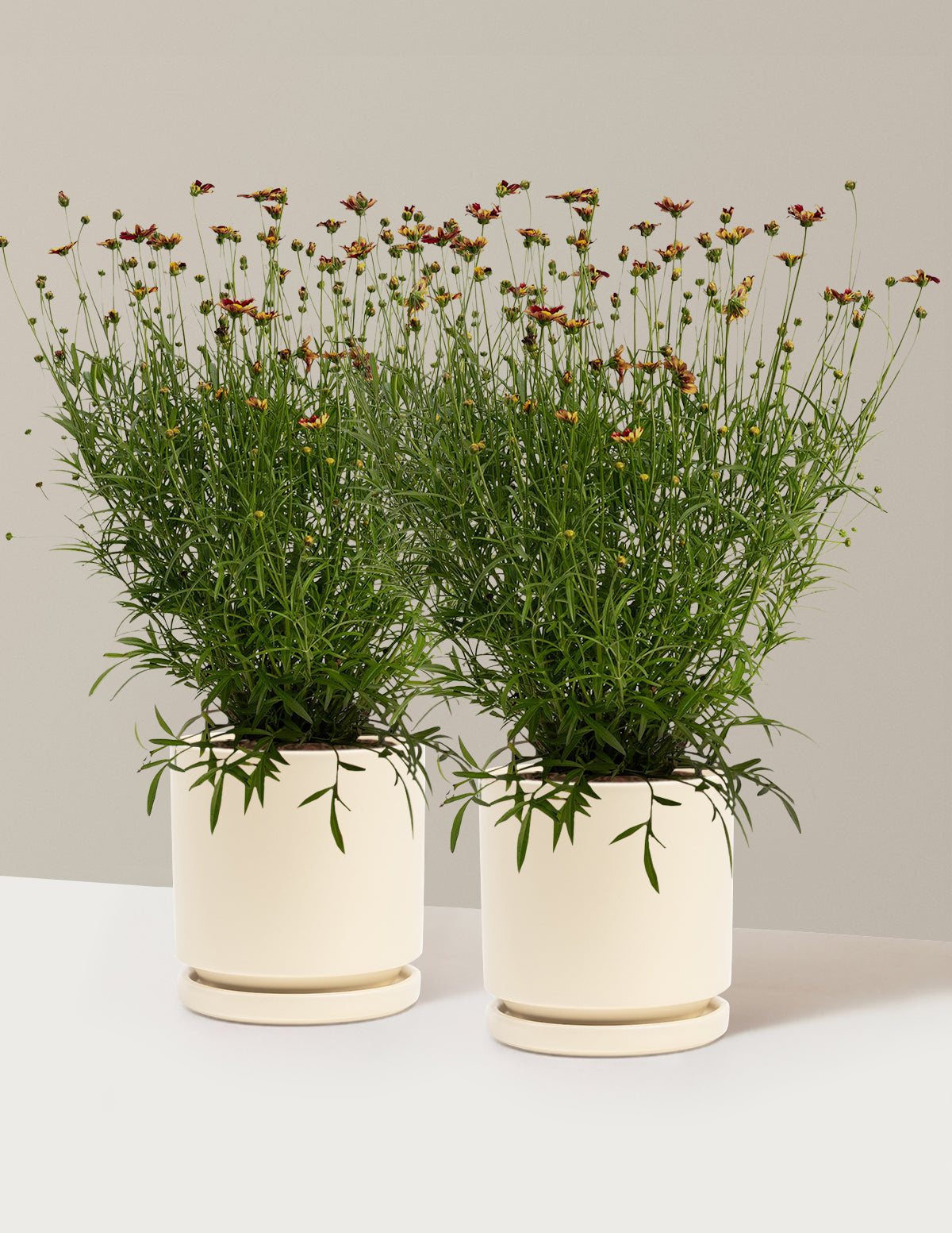 Li'l Bang™ Red Elf Coreopsis