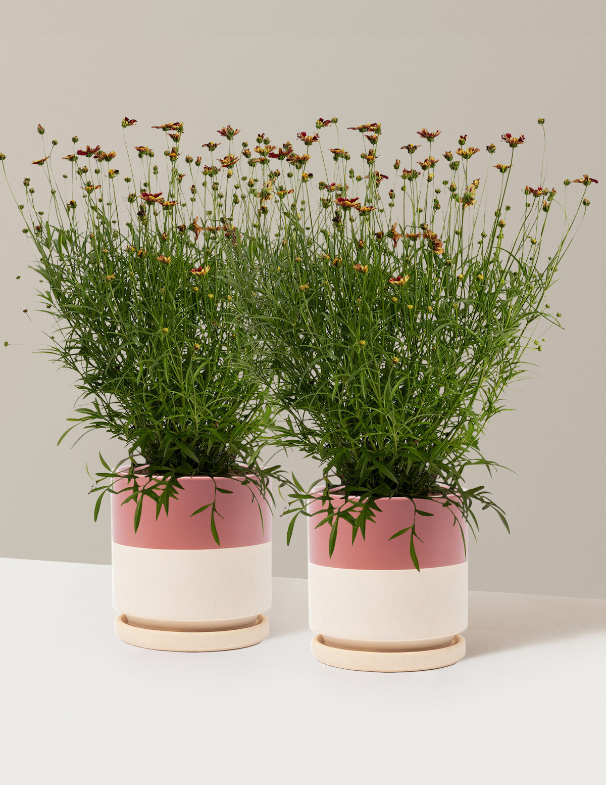 Li'l Bang™ Red Elf Coreopsis