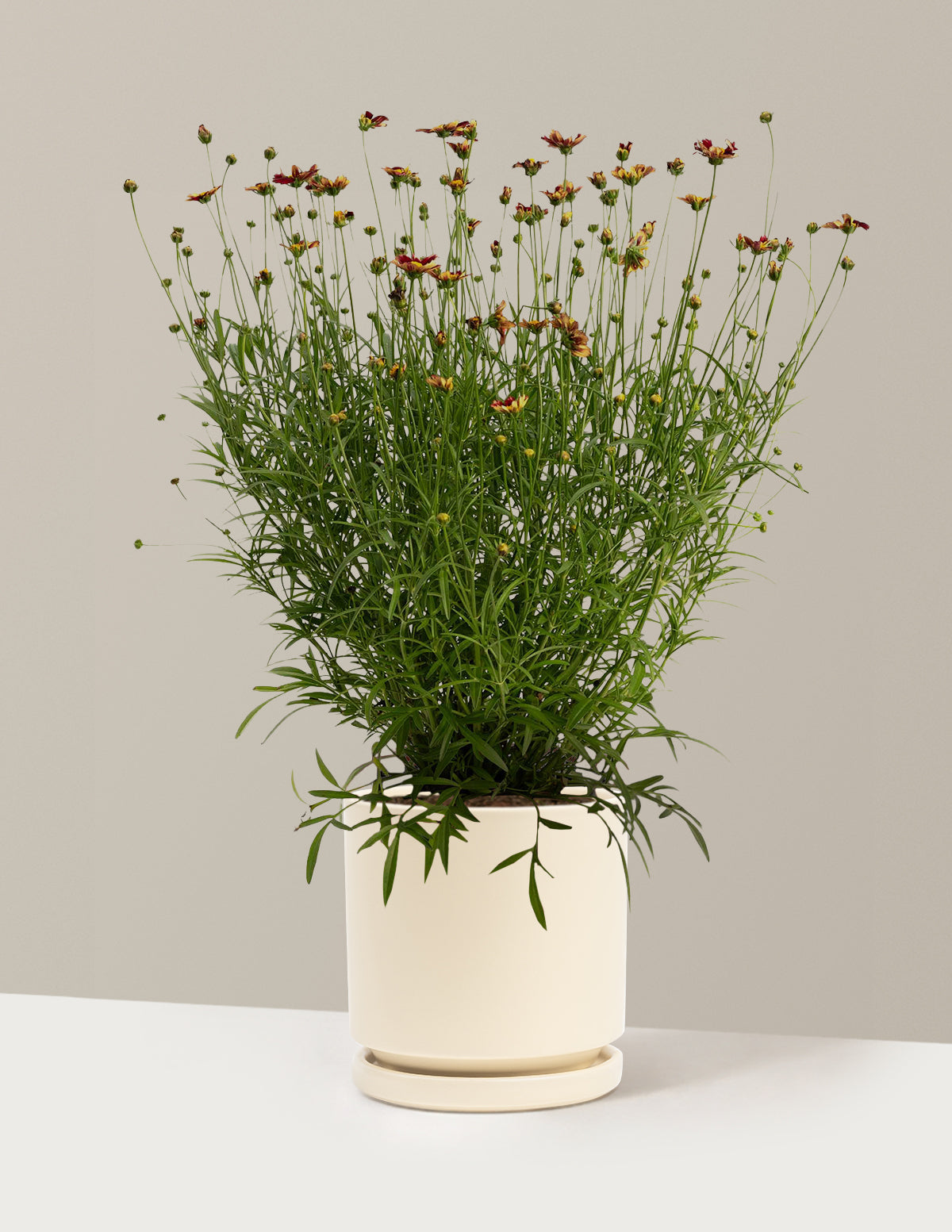 Li'l Bang™ Red Elf Coreopsis