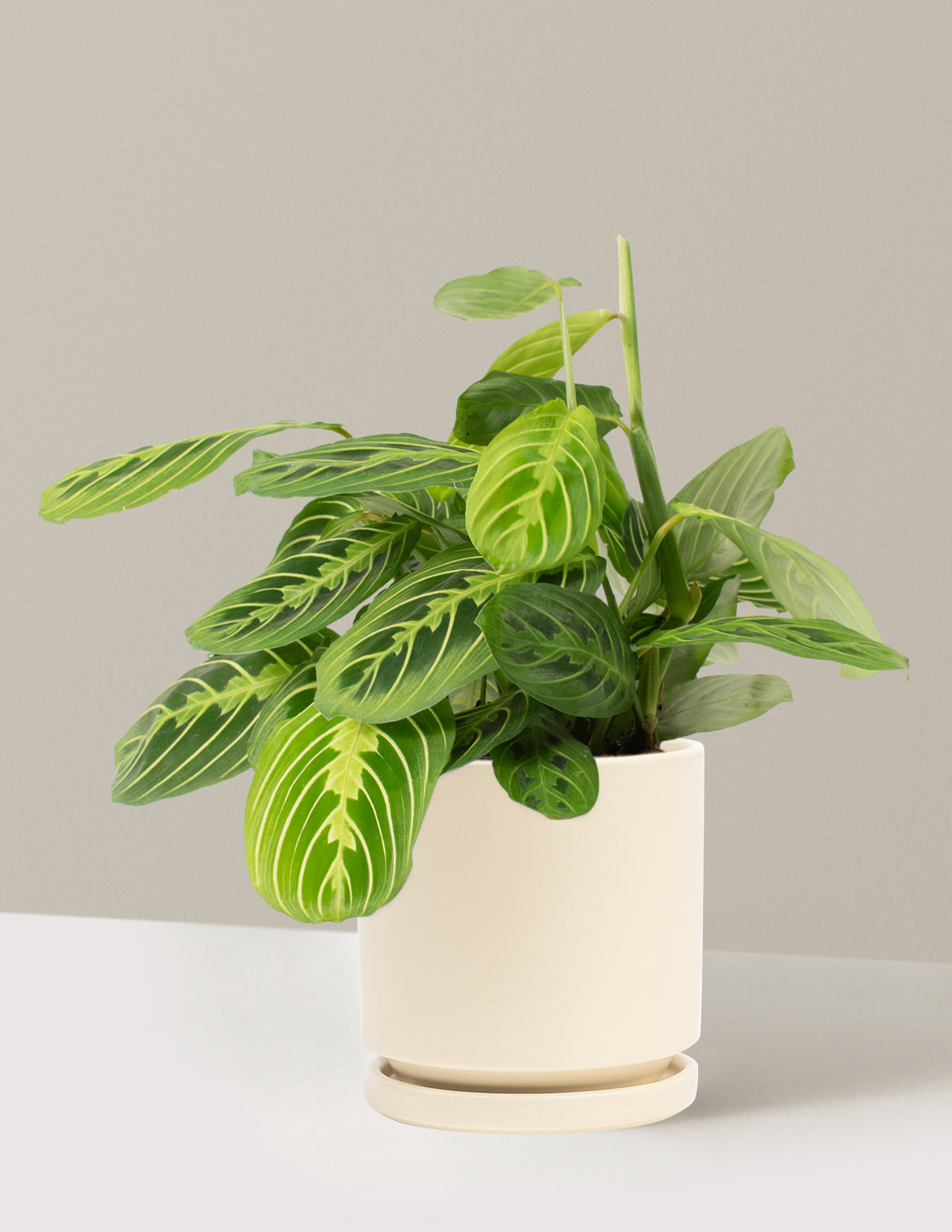 Lemon Lime Prayer Plant