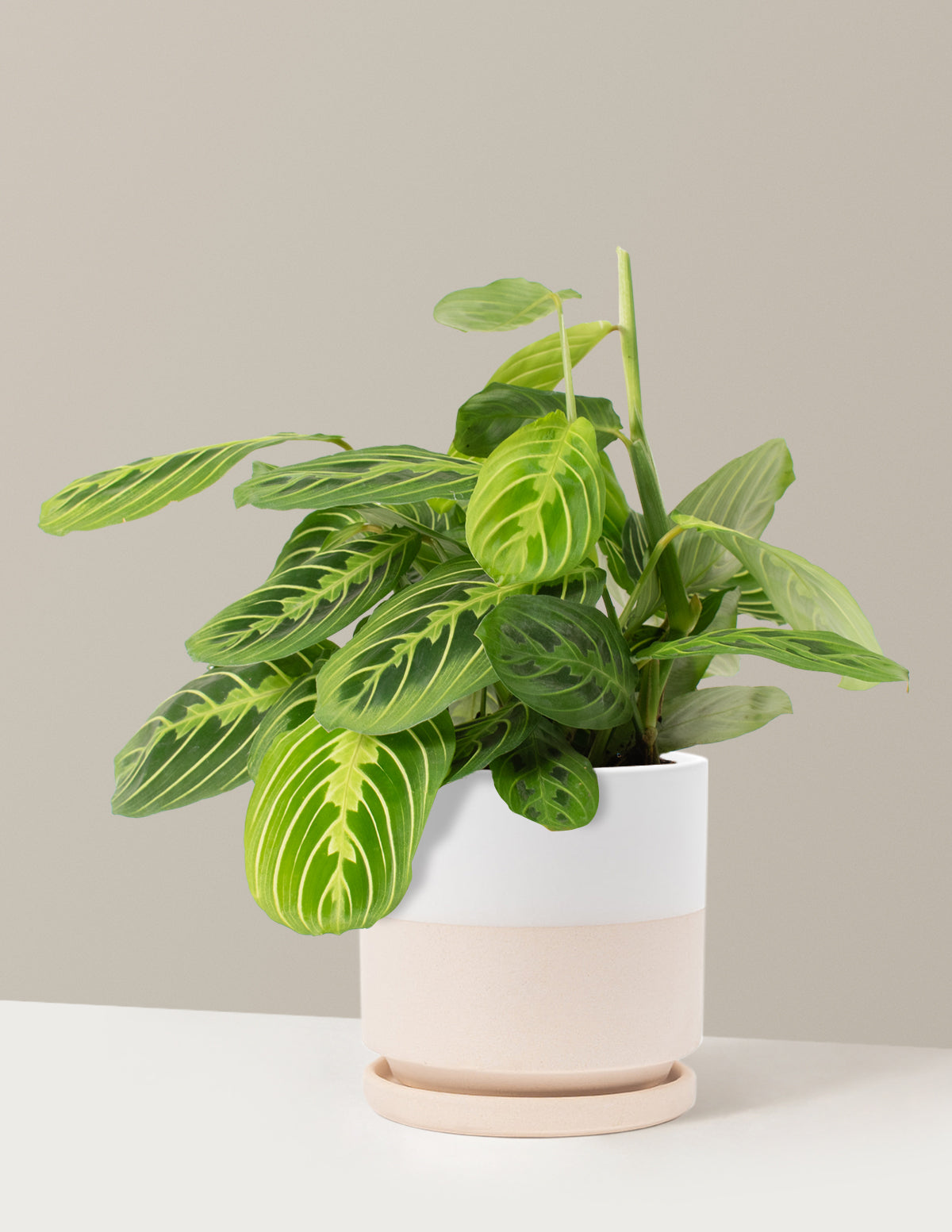 Lemon Lime Prayer Plant