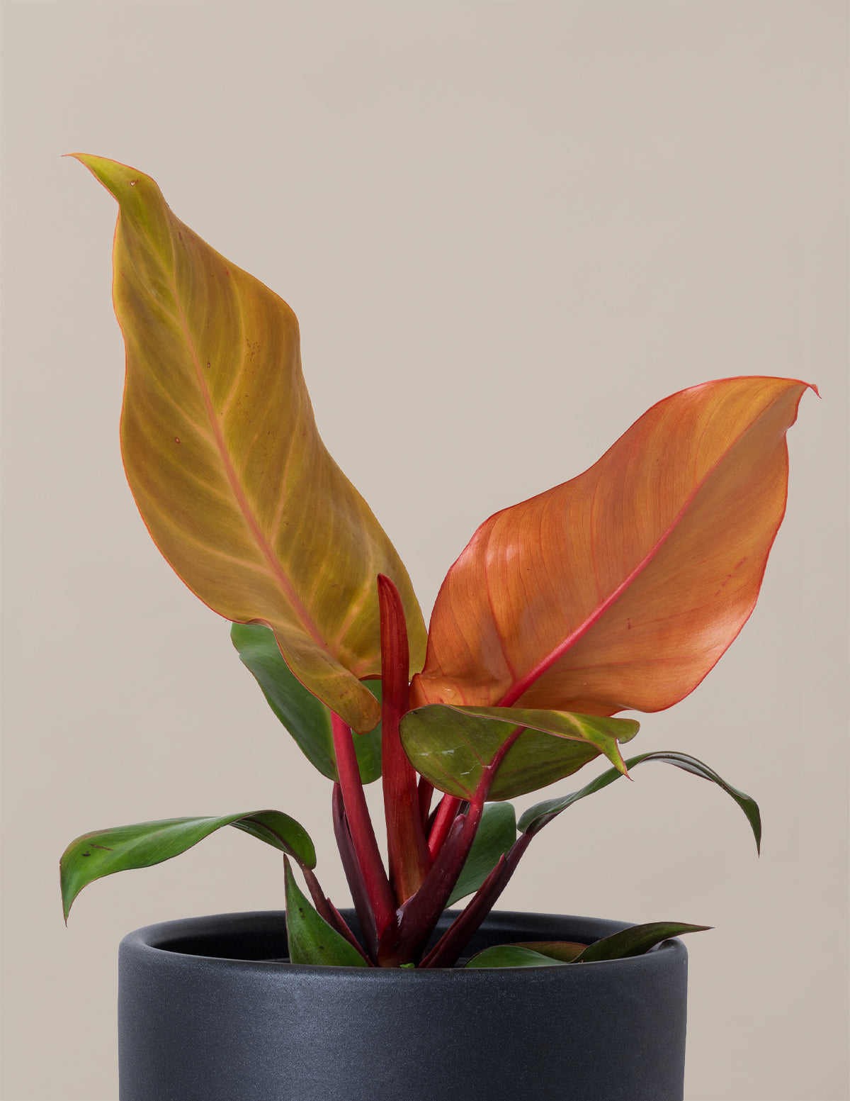 Philodendron McColley’s Finale