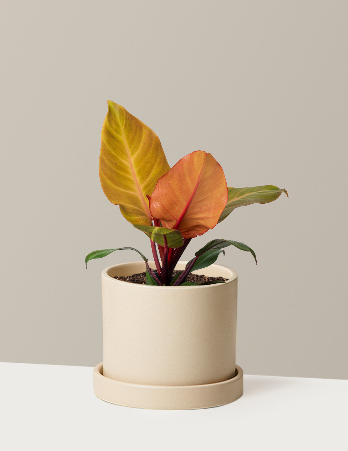 Philodendron McColley’s Finale