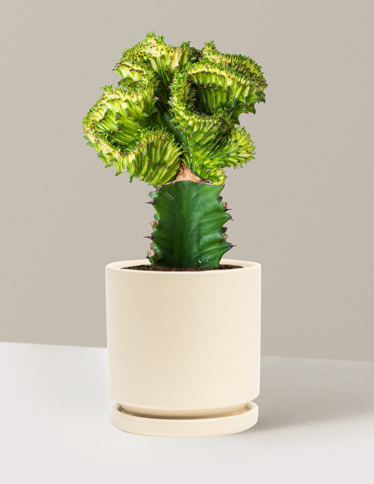 Mermaid Tail Cactus
