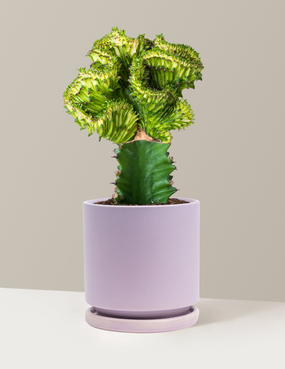 Mermaid Tail Cactus