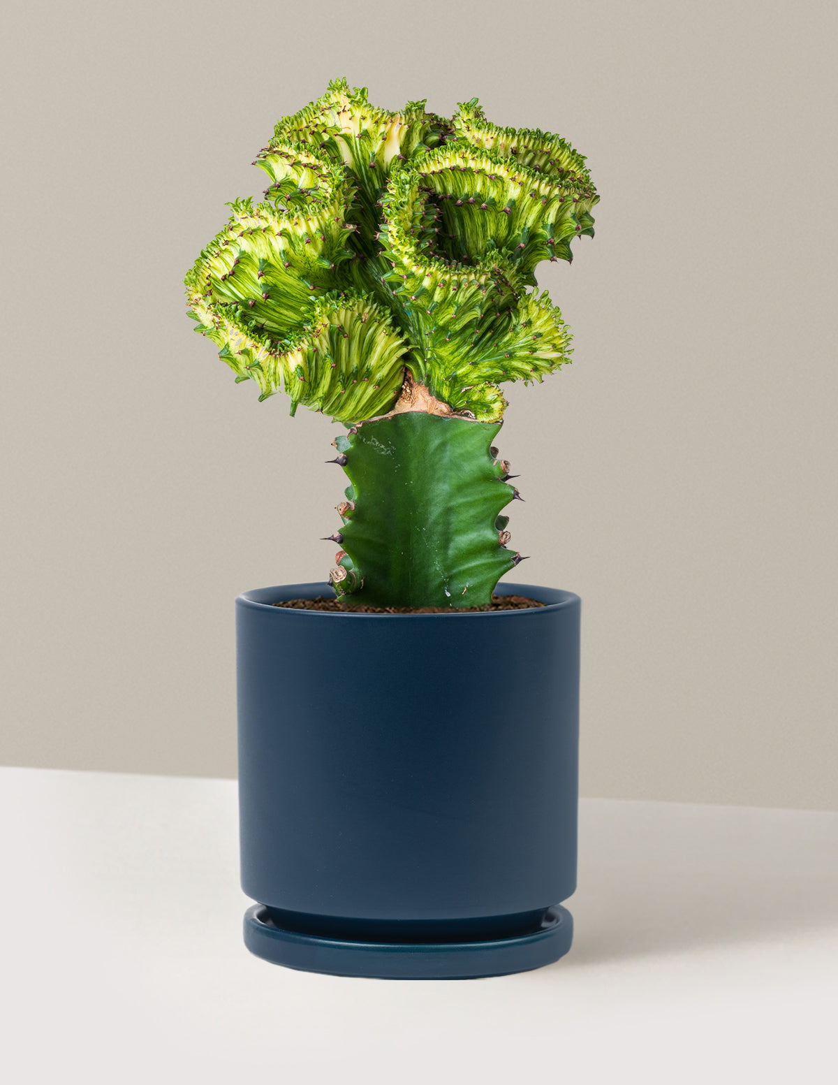 Mermaid Tail Cactus