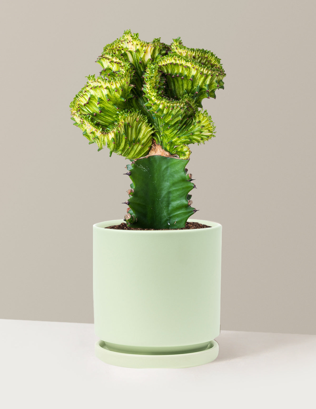 Mermaid Tail Cactus