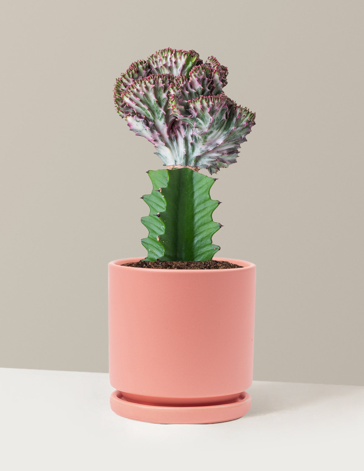 Mermaid Tail Cactus